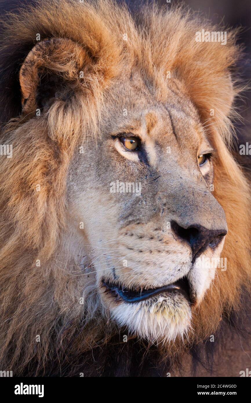 Gros plan sur le visage d'un magnifique lion masculin dans le parc Kruger en Afrique du Sud Banque D'Images