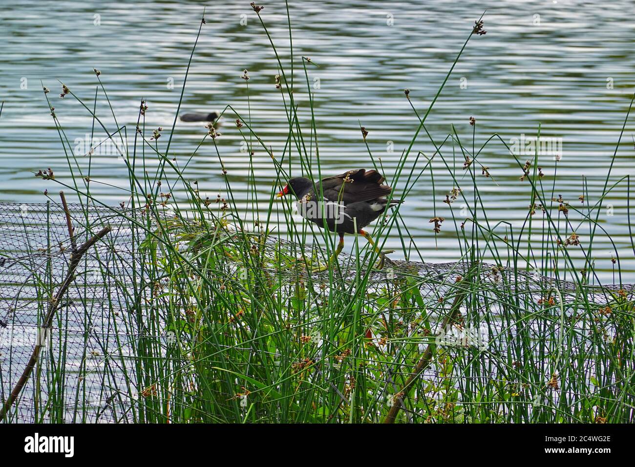Coot ( Fulica Atra ) oiseau dans un étang Banque D'Images
