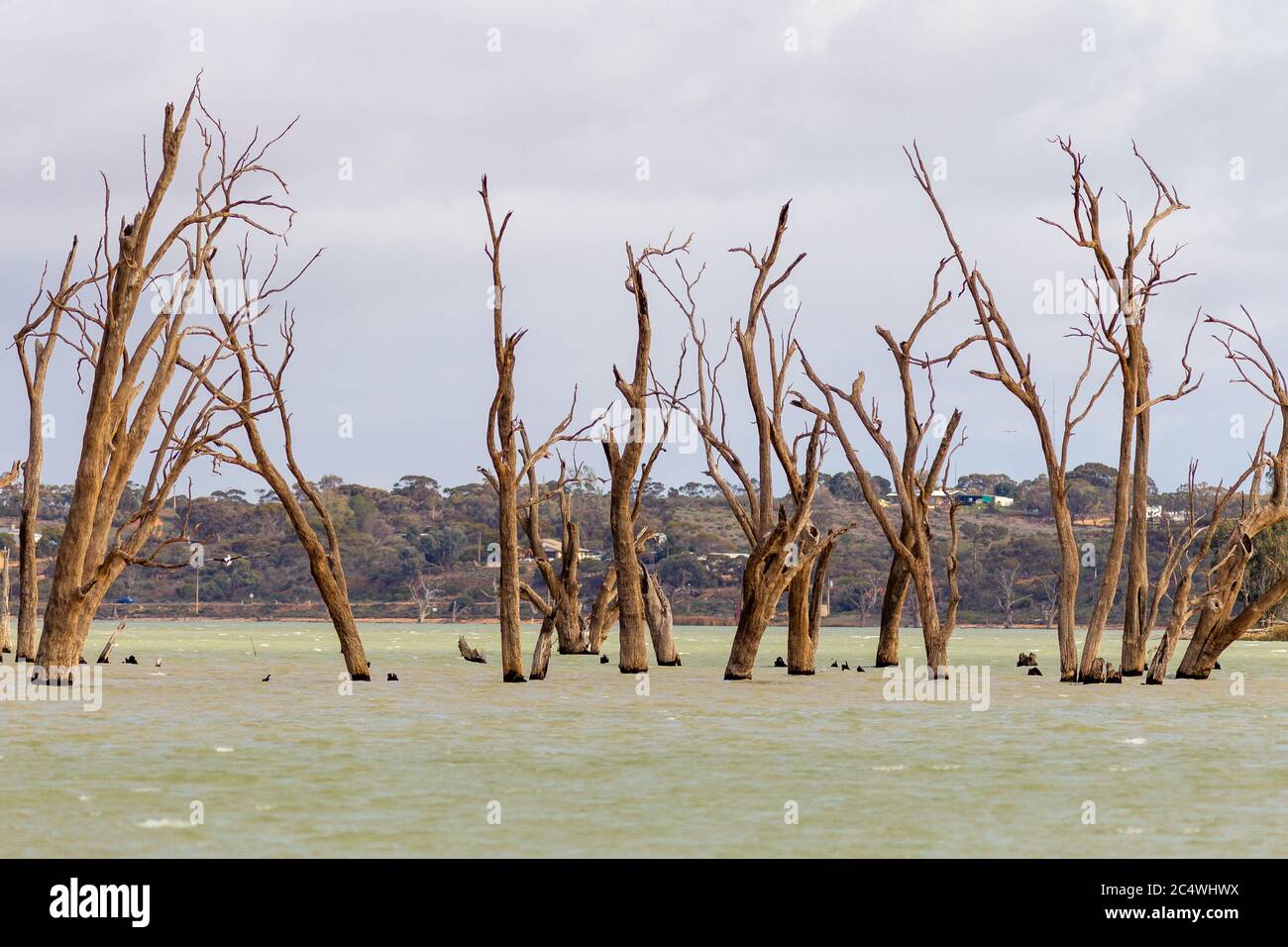 Des gommes rouges mortes emblématiques dans la rivière murray, à Cobdogla, en Australie méridionale, le 22 juin 2020 Banque D'Images