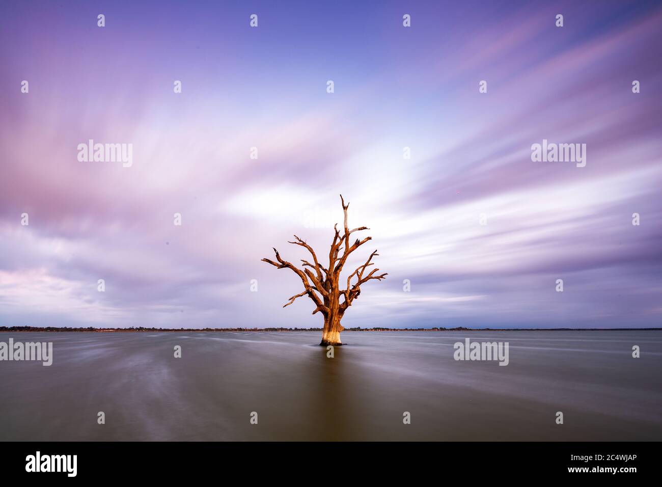 Exposition de logn du lac Bonney avec les gommes rouges emblématiques de la rivière situées à Barmera en Australie méridionale Banque D'Images