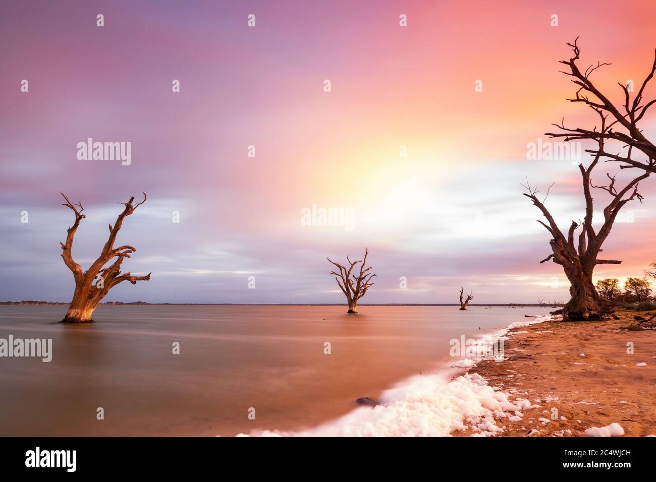Lever du soleil au-dessus du lac Bonney avec les gommes rouges emblématiques de la rivière situées à Barmera en Australie méridionale Banque D'Images