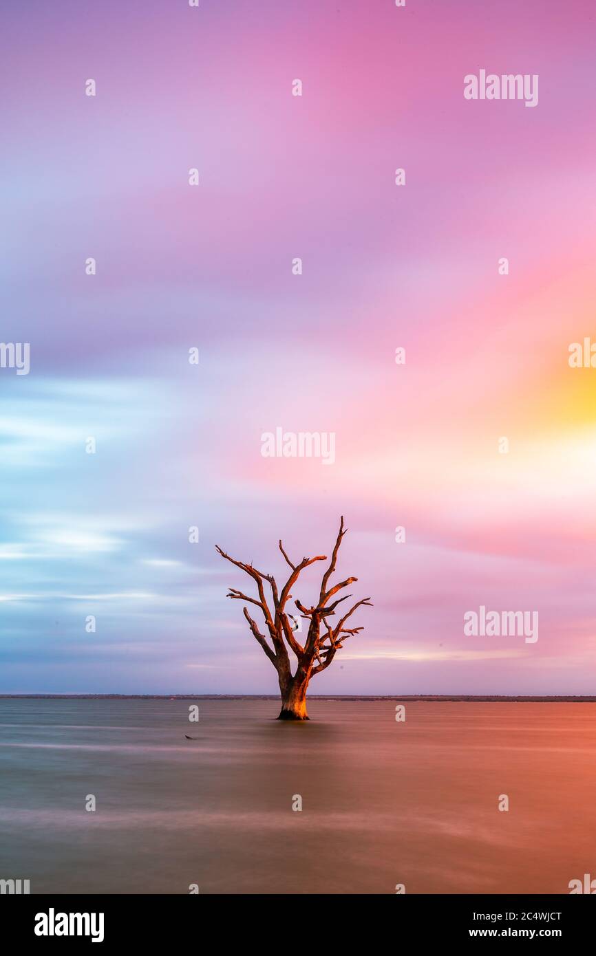 Lever du soleil au-dessus du lac Bonney avec les gommes rouges emblématiques de la rivière situées à Barmera en Australie méridionale Banque D'Images