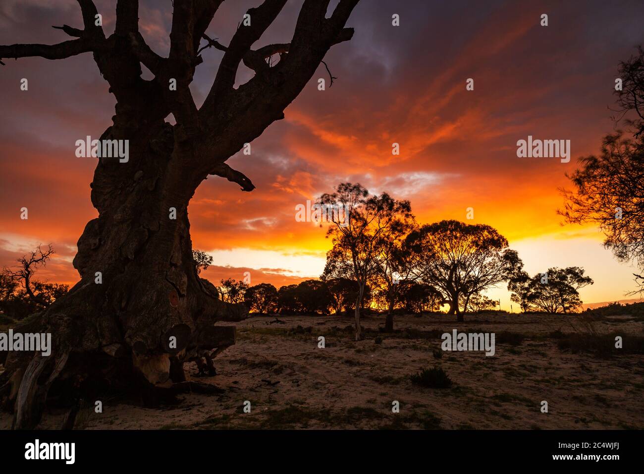 Lever du soleil au-dessus du lac Bonney avec les gommes rouges emblématiques de la rivière situées à Barmera en Australie méridionale Banque D'Images