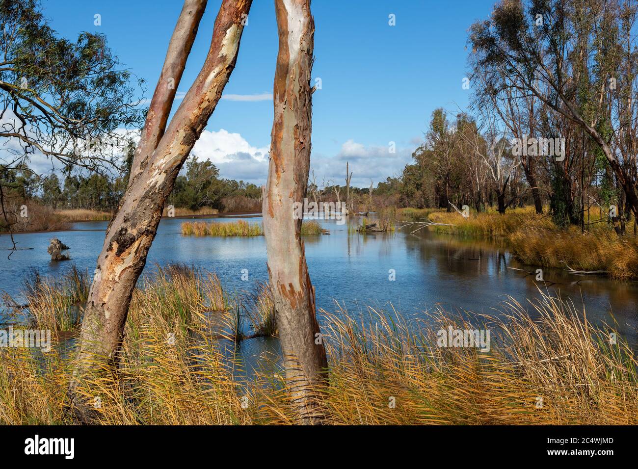 Marais autour de la rivière Murray à Cobdogla en Australie-Méridionale le 22 juin 2020 Banque D'Images