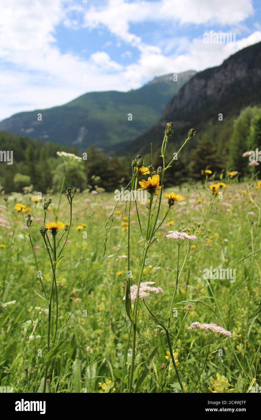 Prairie de fleurs sauvages alpines avec toile de fond montagneuse, Château-Queyras, vallée de Guil, sud-est de la France, Alpes françaises Banque D'Images