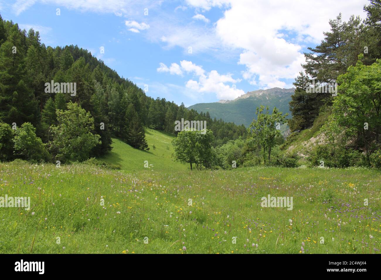 Prairie de fleurs sauvages alpines avec toile de fond montagneuse, Château-Queyras, vallée de Guil, sud-est de la France, Alpes françaises Banque D'Images