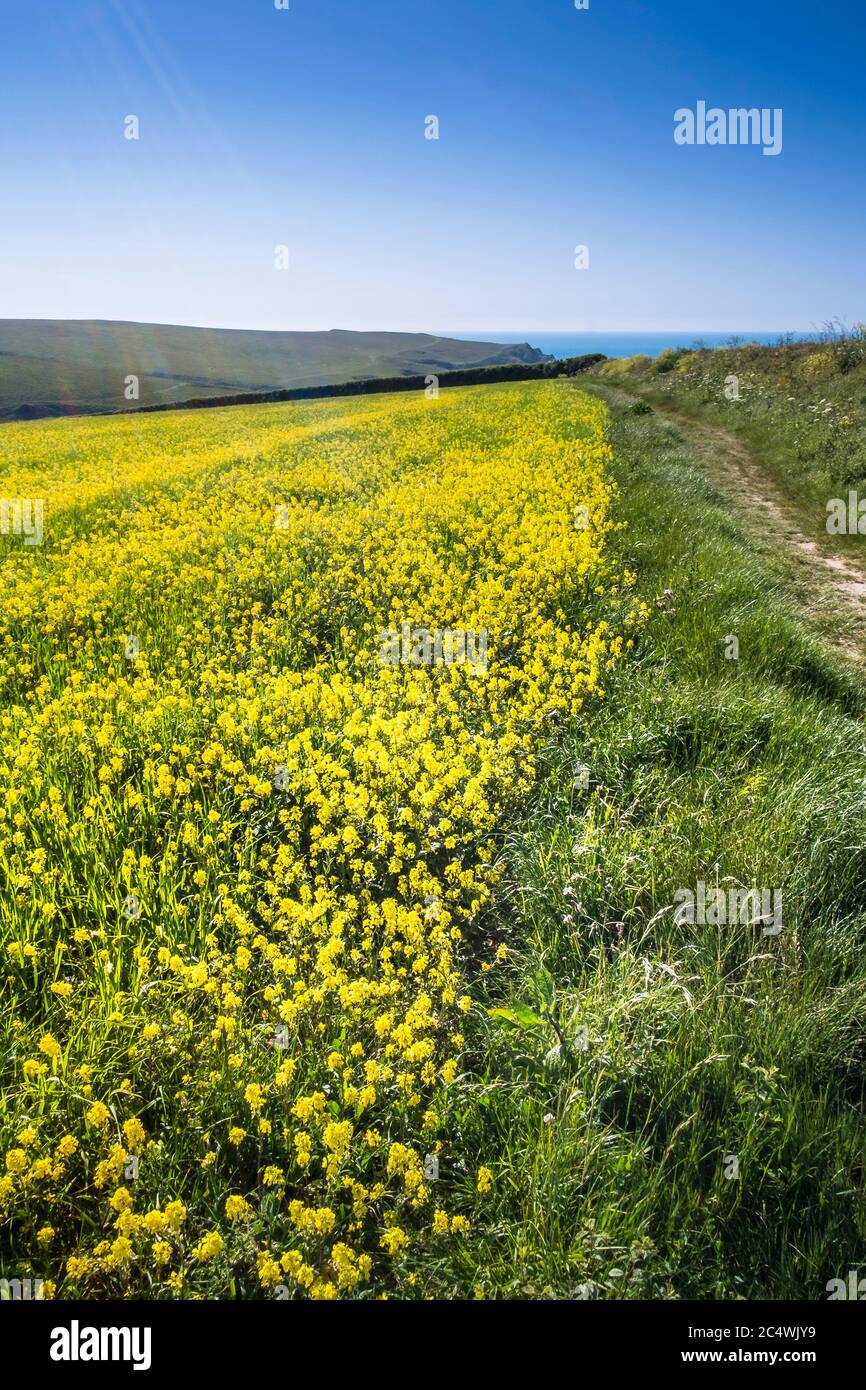 Le jaune intense de la moutarde sauvage Sinapsis avensis poussant dans un champ au champs arables Projet sur West Pentire à Newquay en Cornouailles. Banque D'Images