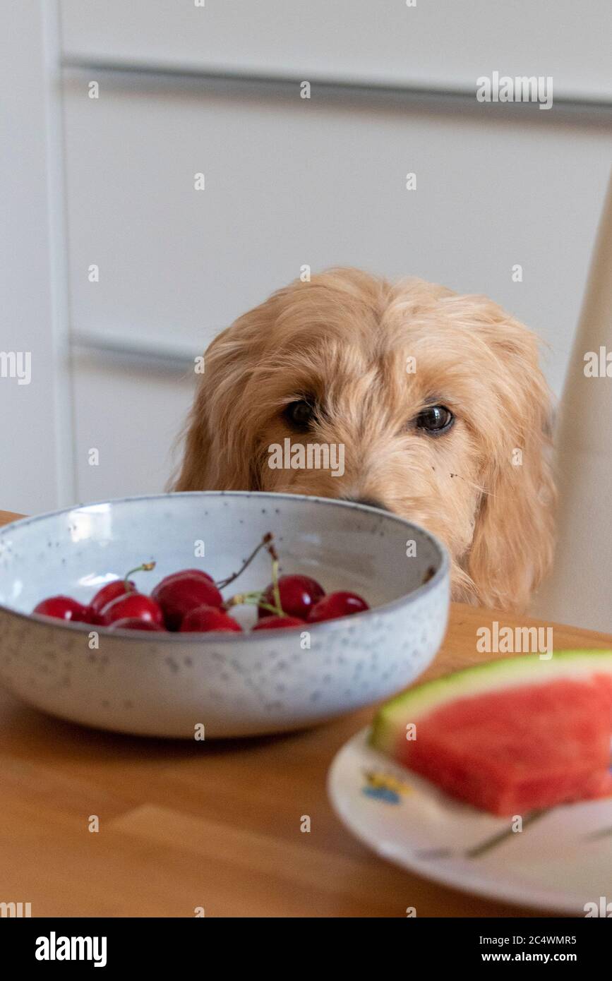 Burg, Allemagne. 18 juin 2020. Un mini-Goldendoodle regarde sur le bord de la table. Credit: Stephan Schulz/dpa-Zentralbild/ZB/dpa/Alay Live News Banque D'Images