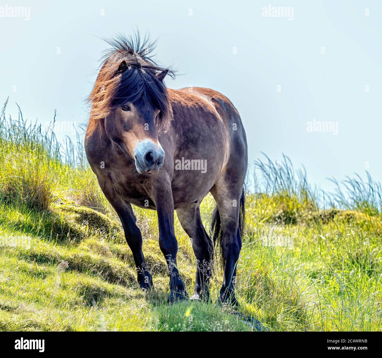 Un poney Exmoor sur le droit Tratrain, Lothian est - un troupeau de 13 poneys erre le flanc du droit Tratrain dans le cadre d'un programme de conservation du pâturage. Banque D'Images