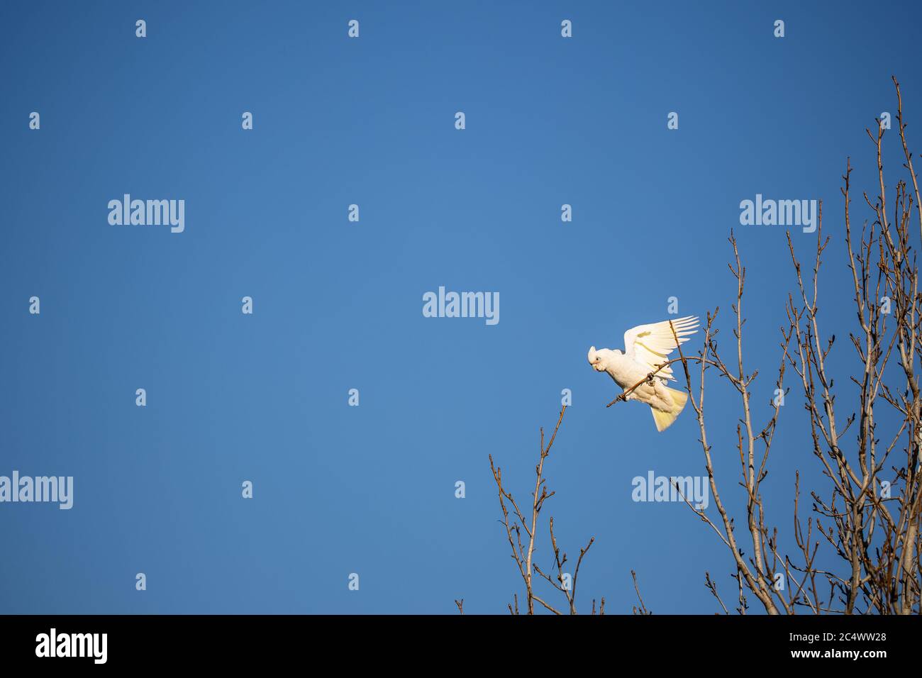 Perroquet australien à bec court (Cacatua sanguinea) dans un arbre avec ailes, ciel bleu clair dans le fond et pièce pour copie Banque D'Images Perroquet australien à bec court (Cacatua sanguinea) dans un arbre avec ailes, ciel bleu clair dans le fond et pièce pour copie Banque D'Images