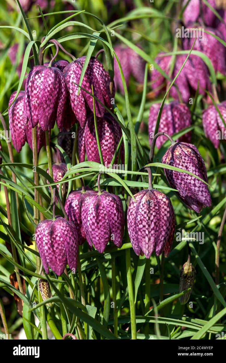 Fritilaria meleagris communément appelé fritillary de tête de serpent une plante bulbe à fleurs de printemps commune Banque D'Images