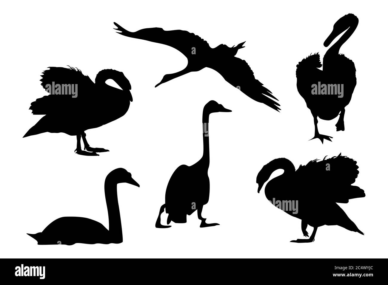 Ensemble de swans noirs silhouette isolée sur blanc. Collection de formes différentes swans.Birds pour page web, impression de tissu, t-shirt.stock illustration vectorielle Illustration de Vecteur