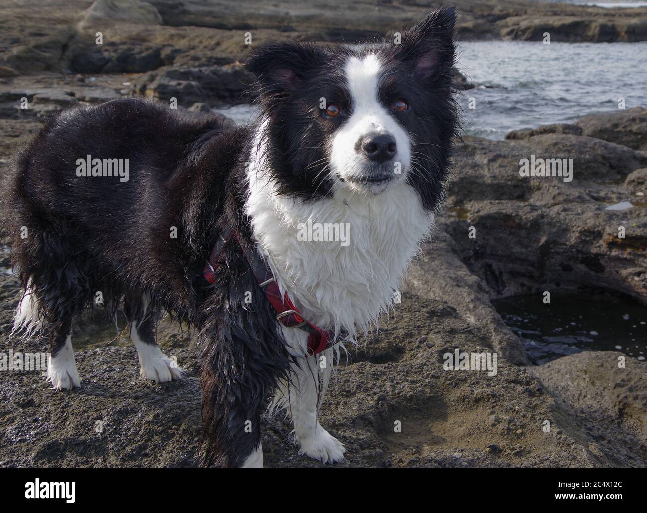 Border Collie sur le cap Kurosakinohana, Japon Banque D'Images