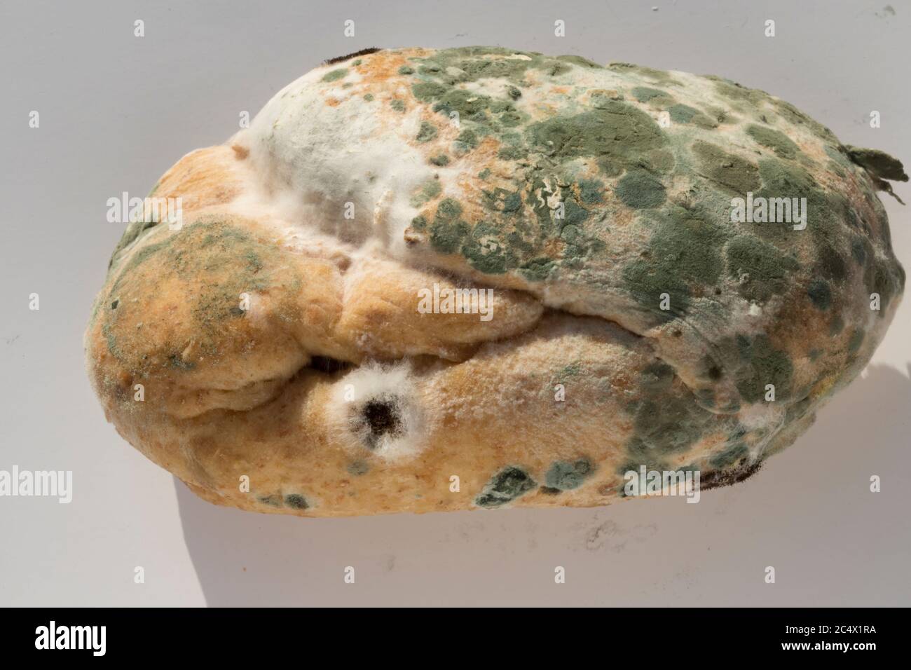 Moule vert et champignon blanc poussant sur vieux pain Royaume-Uni Banque D'Images
