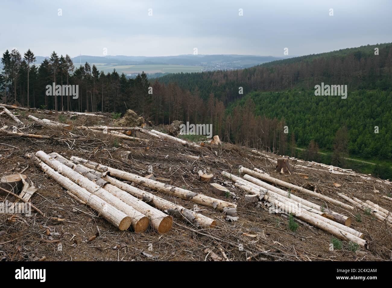 Dépérissement de la forêt, dépérissement de l'épinette dû à la sécheresse et à l'attaque du coléoptère de l'écorce, zone défriffée, coupe à blanc, arbres abattus, conifères, Sauerland, Rhénanie-du-Nord-Westphalie Banque D'Images