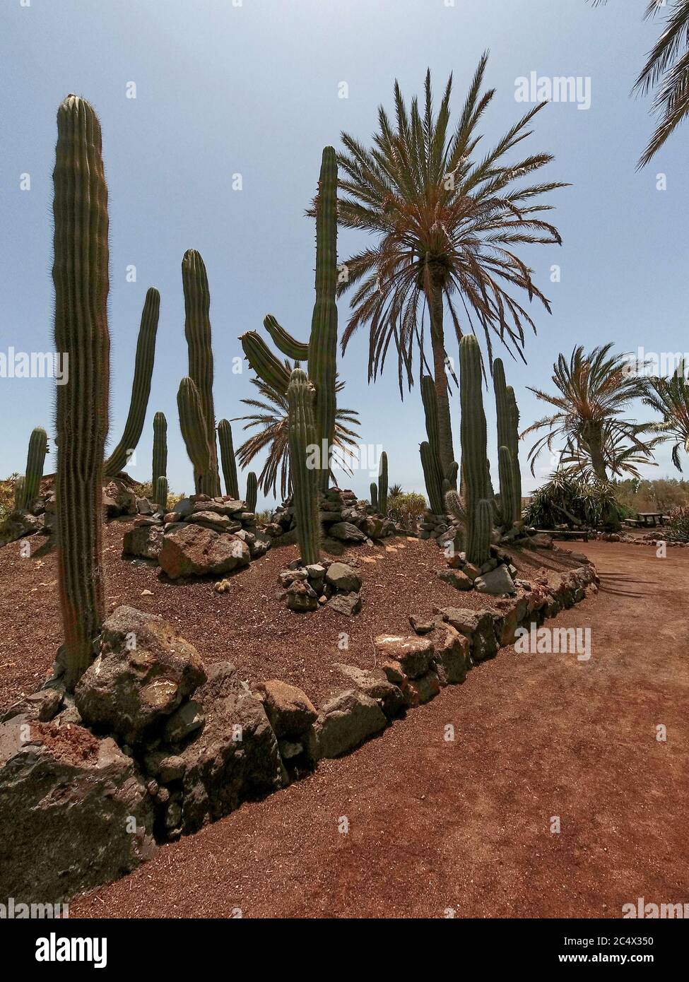 Cactus dans le dessert sous le soleil sur fond bleu ciel. Banque D'Images