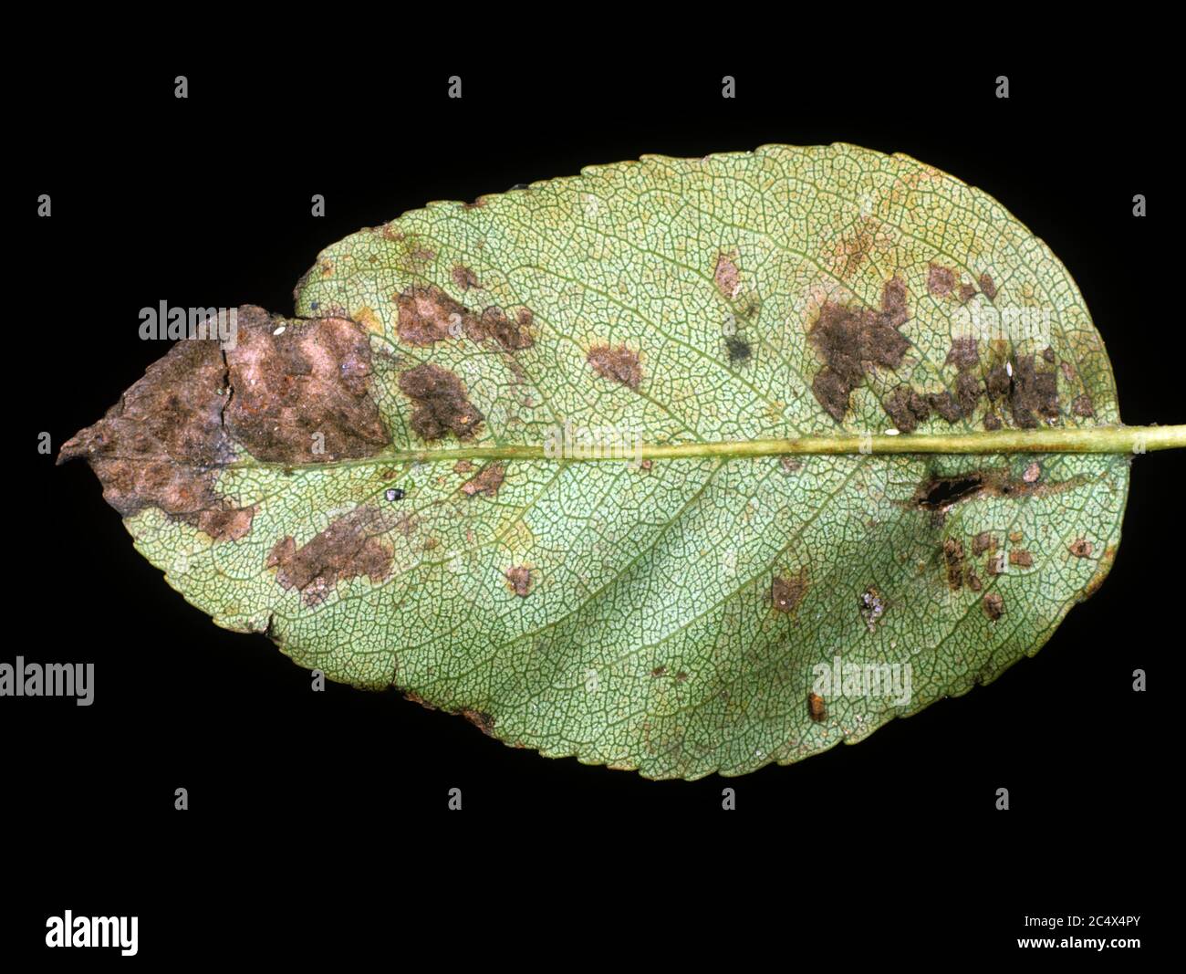 Face inférieure de la feuille de poire avec taches fongiques causées par la gale de la poire (Venturia pyrina), septembre Banque D'Images