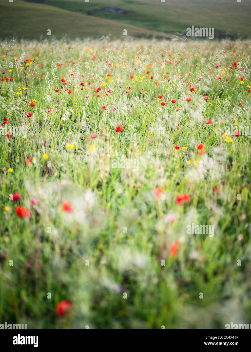 The Poppies in Full Bloom à West Entire, Cornwall, Royaume-Uni Banque D'Images