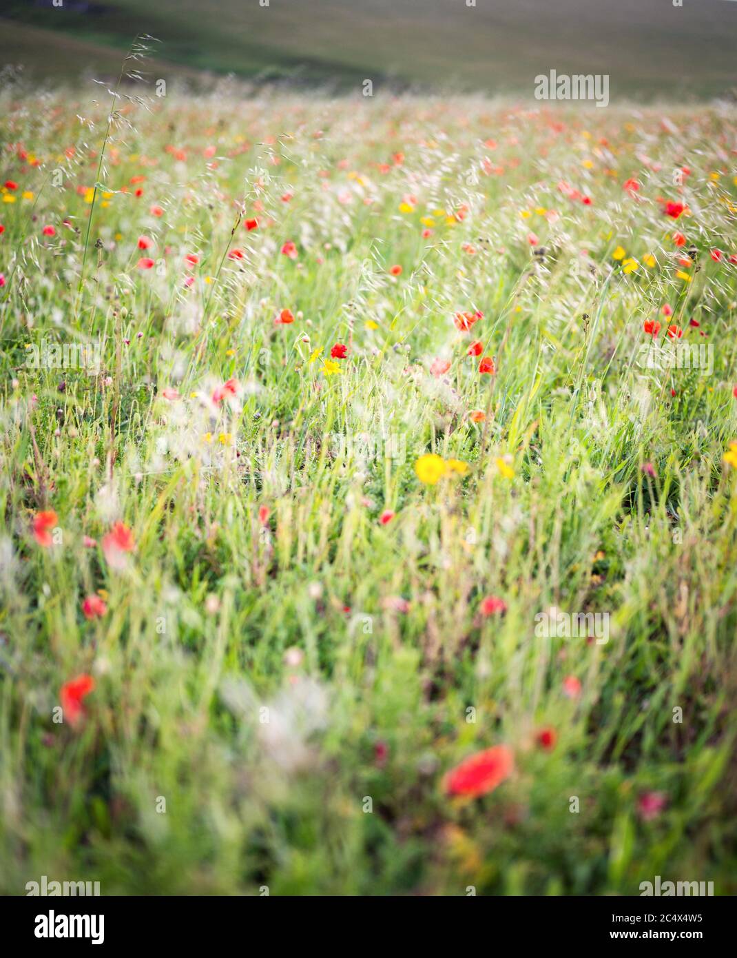The Poppies in Full Bloom à West Entire, Cornwall, Royaume-Uni Banque D'Images