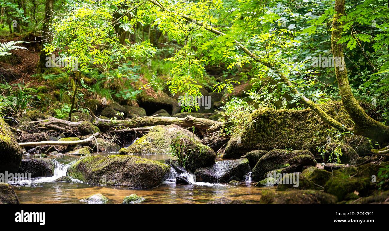 Réserve naturelle de Kennall Vale, Cornwall, Royaume-Uni Banque D'Images