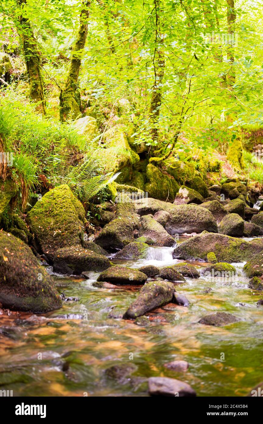 Réserve naturelle de Kennall Vale, Cornwall, Royaume-Uni Banque D'Images