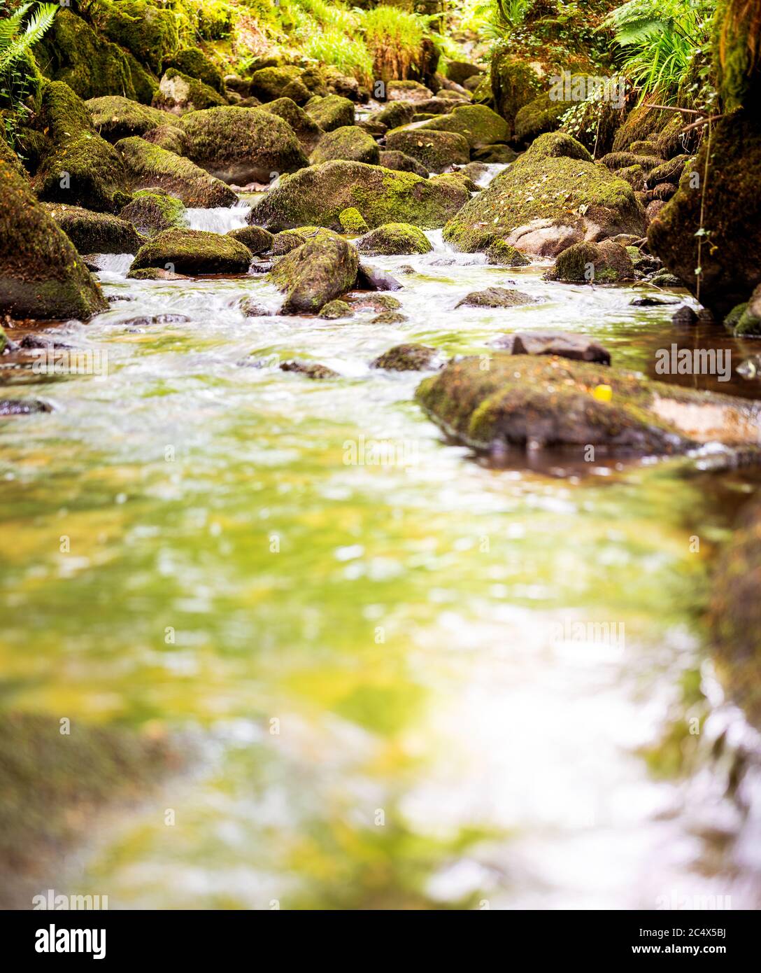Réserve naturelle de Kennall Vale, Cornwall, Royaume-Uni Banque D'Images