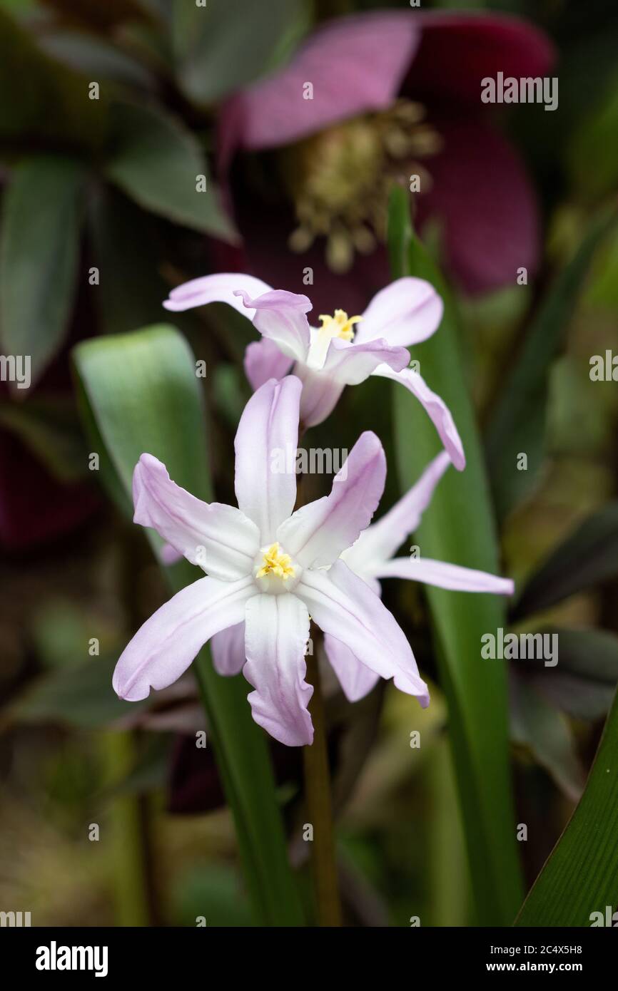 gloire de la neige chionodoxa forbesii en rose macro Banque D'Images