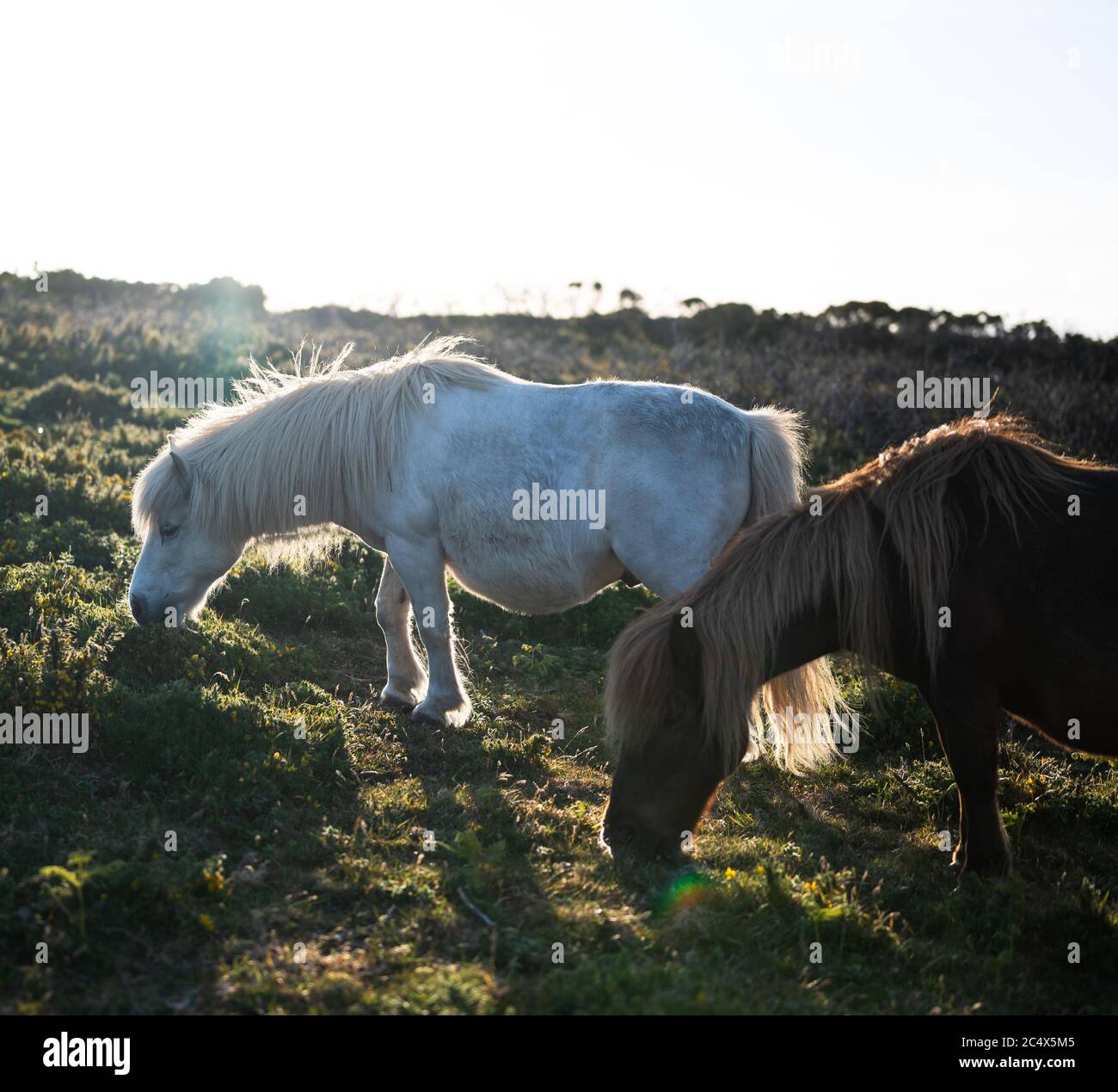 Poneys errant la campagne de la côte cornouailles Banque D'Images