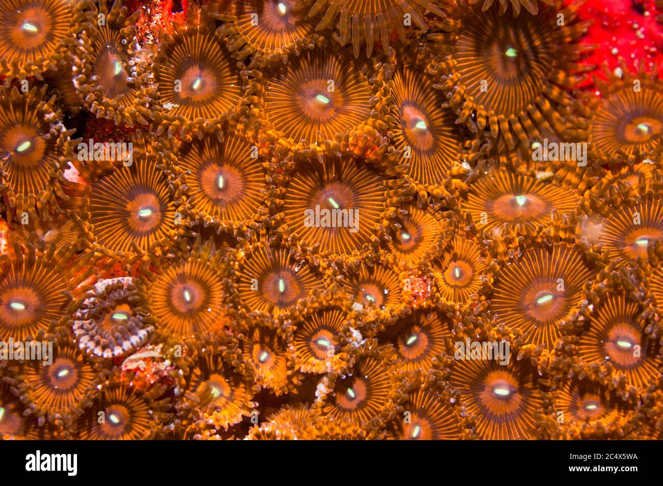 Anemones Zoanthides - Protopalythoa sp. [?]. Détroit de Lembeh, Soulawesi du Nord, Indonésie. Banque D'Images