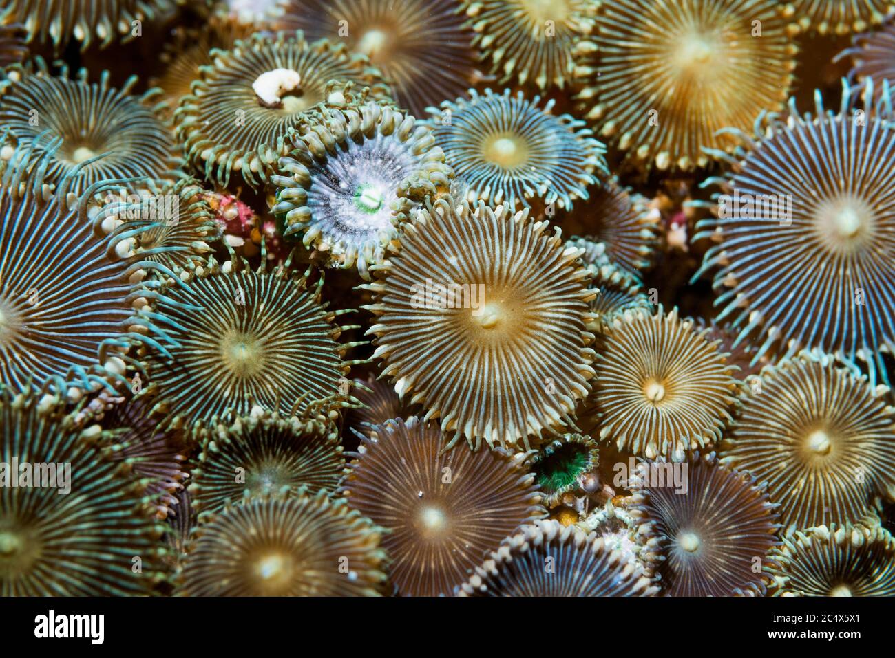 Zoanthids, anémones coloniales - espèce Protopalythoa. La Papouasie occidentale, en Indonésie. Indo-ouest pacifique. Banque D'Images