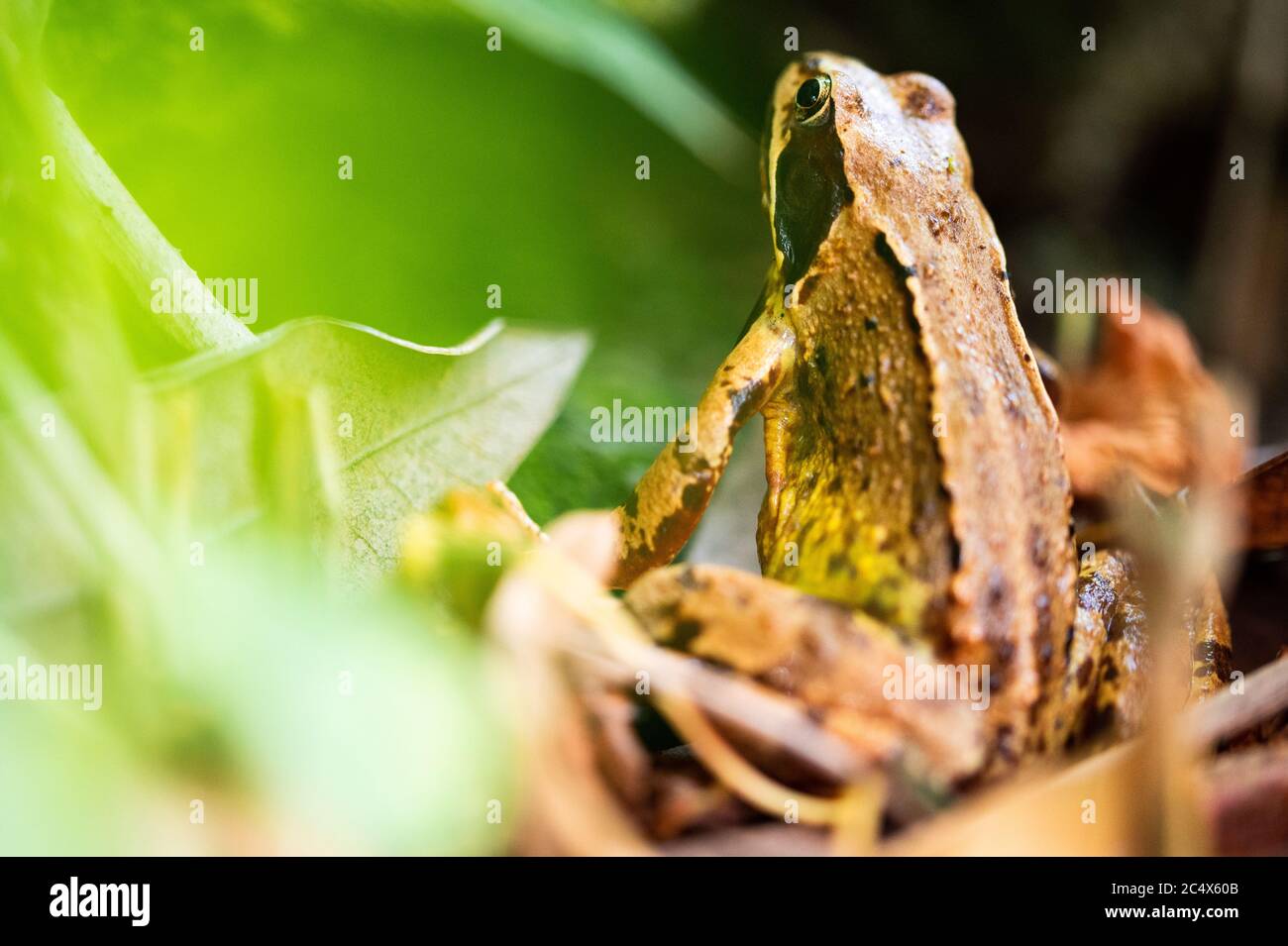 Un portrait d'une grenouille moor Rana arvalis Banque D'Images
