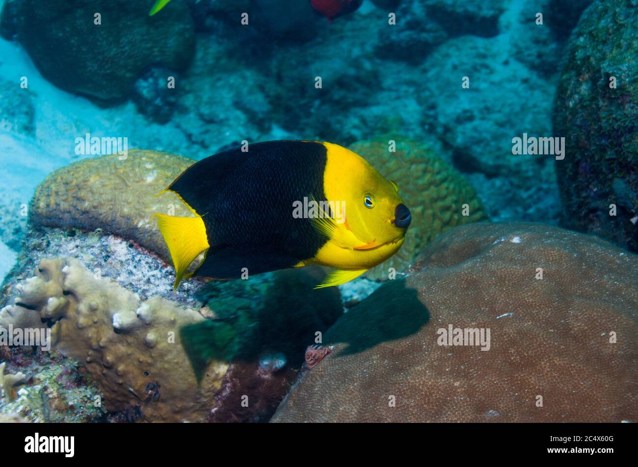 La beauté des Rocheuses (Holacanthus tricolor). Bonaire, Antilles néerlandaises, Amérique, Océan Atlantique. Banque D'Images