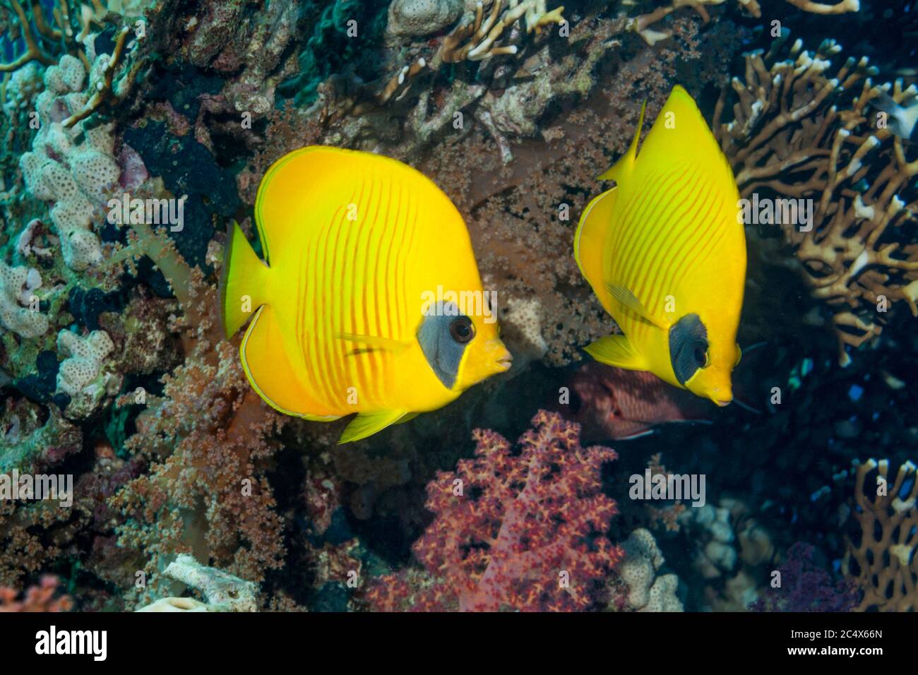 Le babeurre (Chaetodon semilarvatus). Trouvé dans la mer Rouge et le golfe d'Aden. Cette espèce est l'une des rares espèces de poissons à avoir un m à long terme Banque D'Images