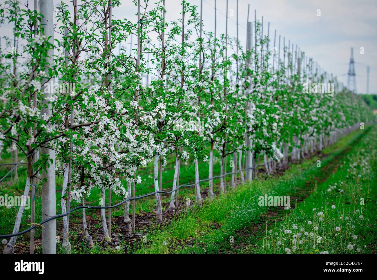 Ferme de pommes avec route avec herbe et pissenlits, et avec ciel bleu Banque D'Images