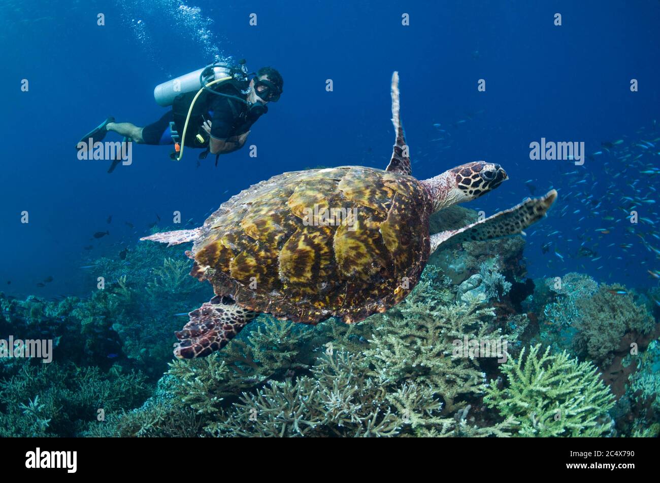 Tortue imbriquée (Eretmochelys imbricata) nageant sur un récif de corail avec un plongeur mâle en arrière-plan. Indonésie. Banque D'Images