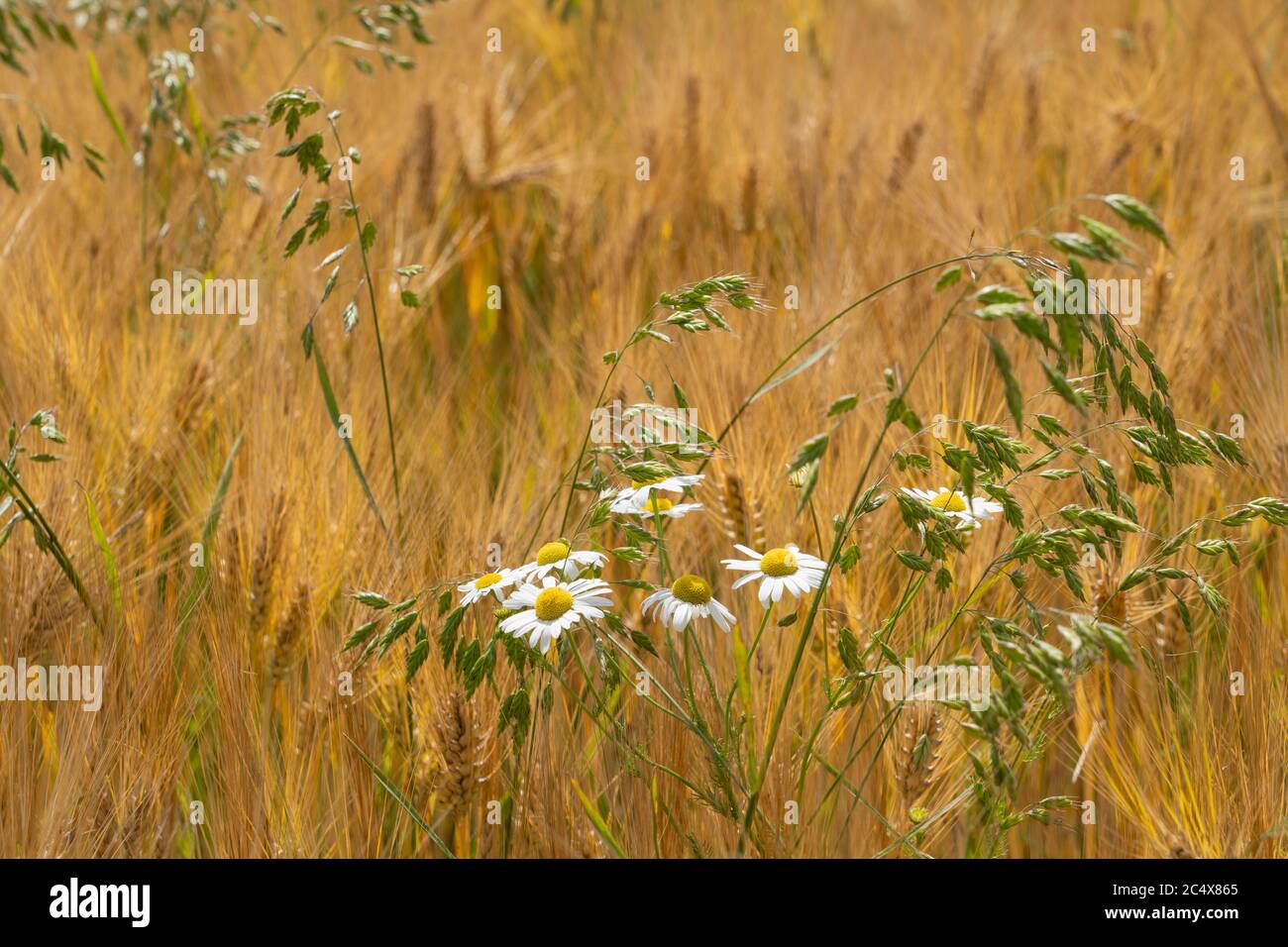 Champ de maïs mûr, mélange d'orge et d'avoine par une chaude journée d'été à Franconia, Bavière, Allemagne Banque D'Images