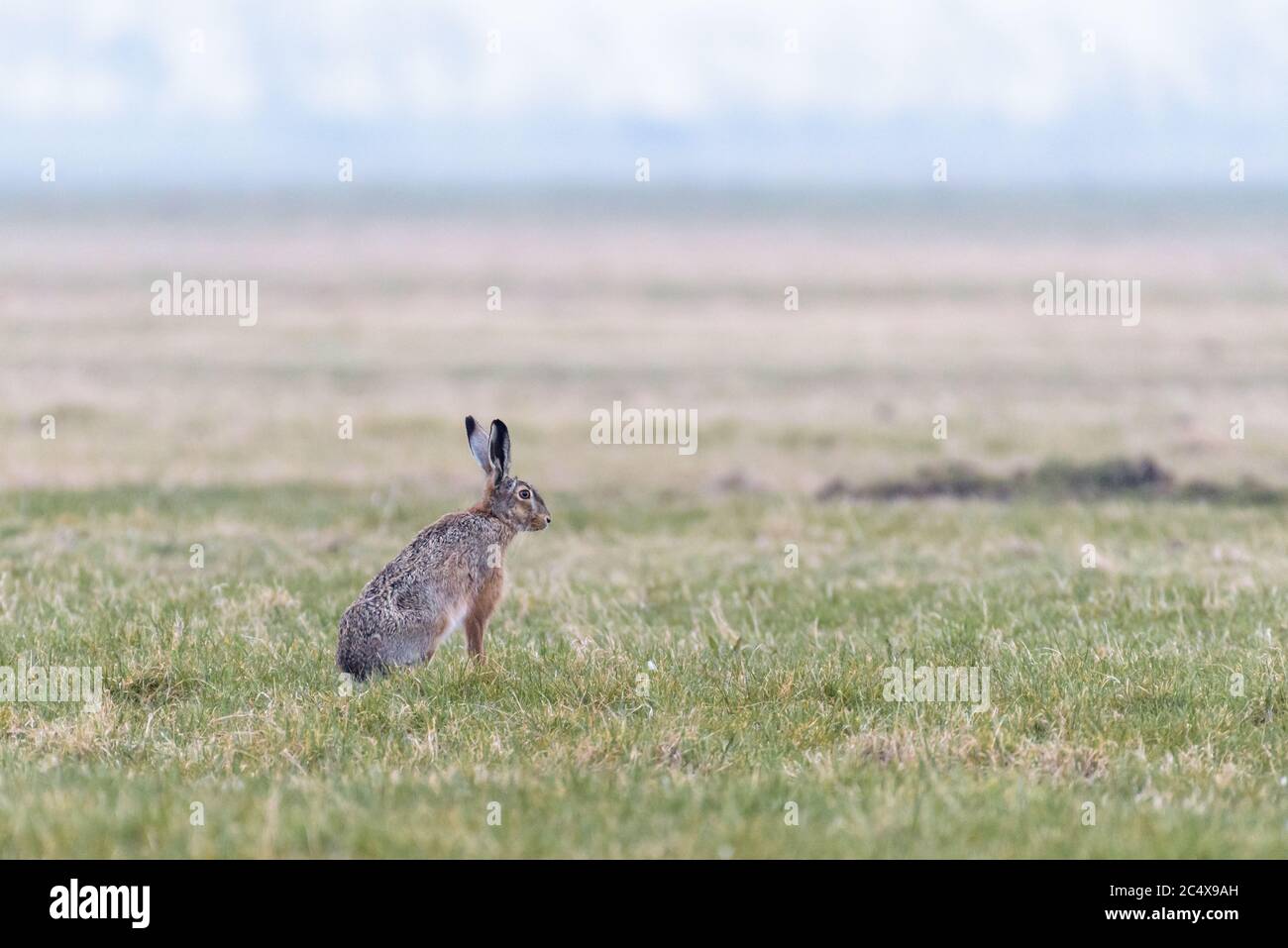 Un lièvre (Lepus europaeus) est assis bien droit dans un champ et est à regarder ses environs. Banque D'Images