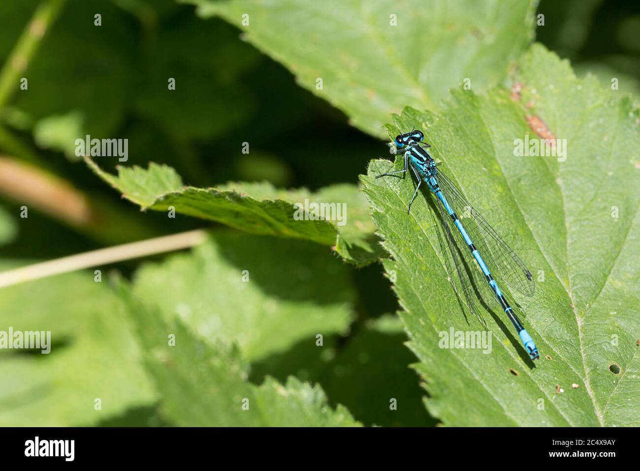 Bleu damselfly Common Coenagrion (Coenagroin puella) bleu ciel bandes noires le long de l'abdomen et marquage de forme U sur le segment deux. Banque D'Images