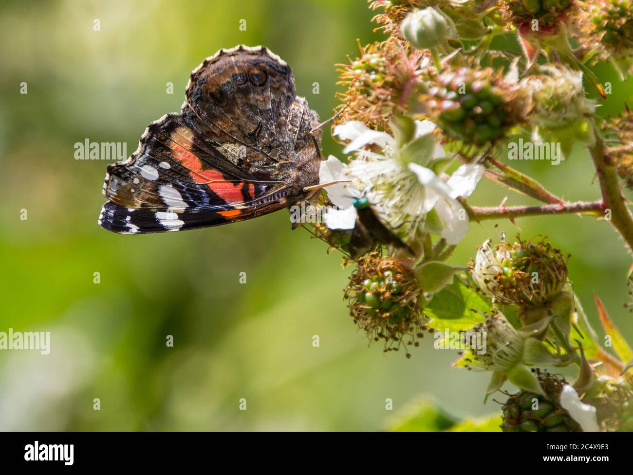 Papillon amiral rouge (Vanessa atalanta) se nourrissant d'ailes fermées montrant sous-ailes des bandes rouges fumées marbrées et des taches blanches. Banque D'Images