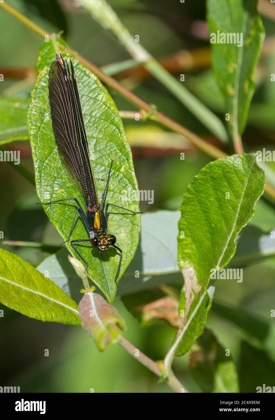 Belle demoiselle (Calopteryx splendens) femelle vert métallisé sur le corps et ailes dorées marron layé le long du corps au repos sur la feuille. Banque D'Images