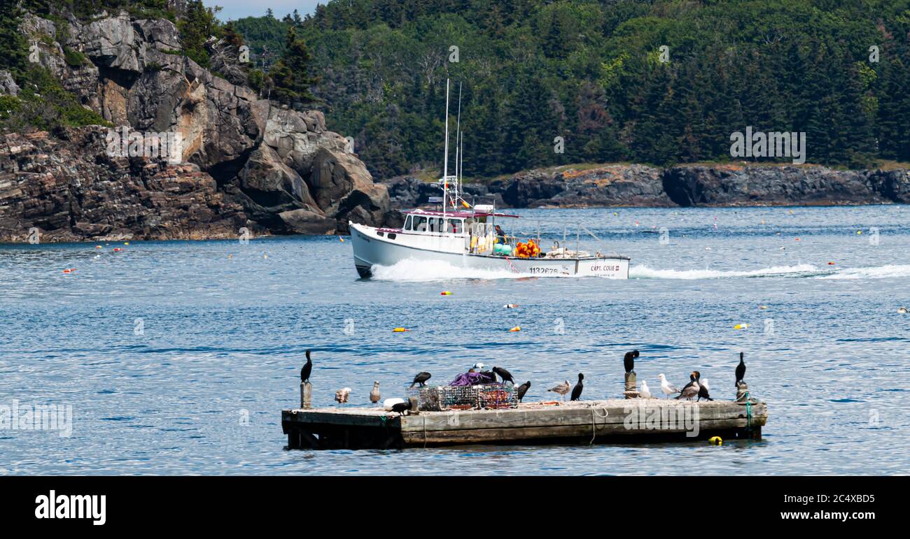 Bar Harbour, Maine, Etats-Unis - 28 juillet 2017 : oiseaux de mer debout sur un quai flottant avec un bateau de pêche passant l'île de Porcupind en arrière-plan. Banque D'Images