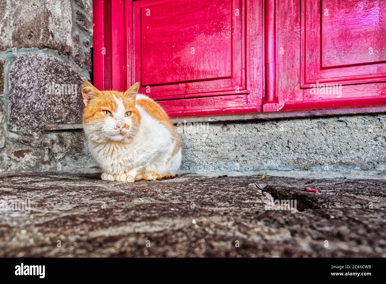 Chat se reposant devant une porte en bois rouge, dans un village de Lesvos, Grèce Banque D'Images