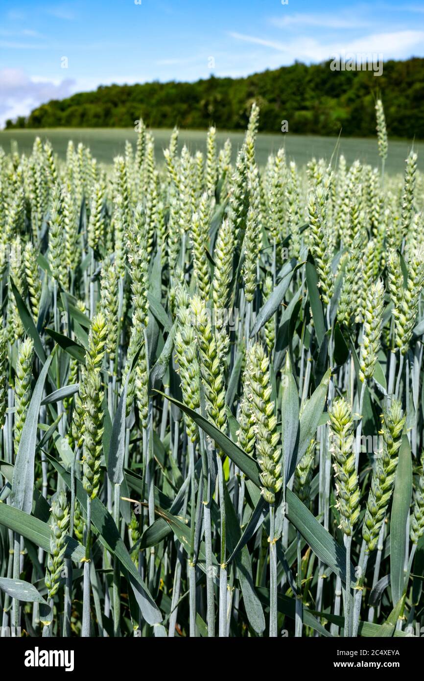 Récolte de mûrissement de blé en pleine campagne, début de l'été, Grande-Bretagne. Banque D'Images