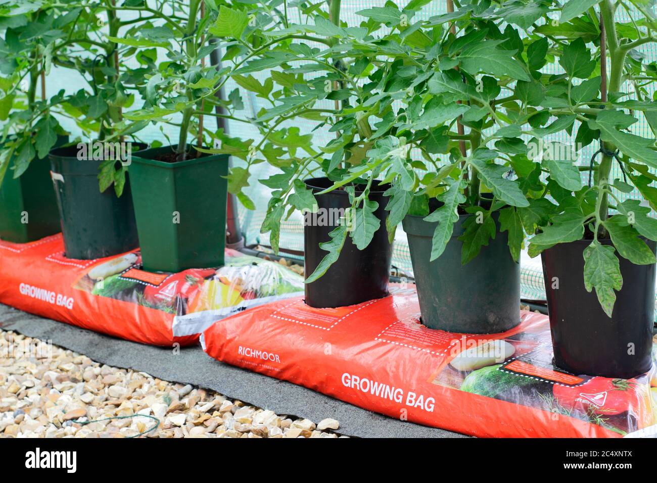 Solanum lycopersicum. Plantes de tomate cultivées à la maison croissant dans des pots sans fond placés dans un sac de culture pour augmenter le volume de compost disponible à la plante. Banque D'Images