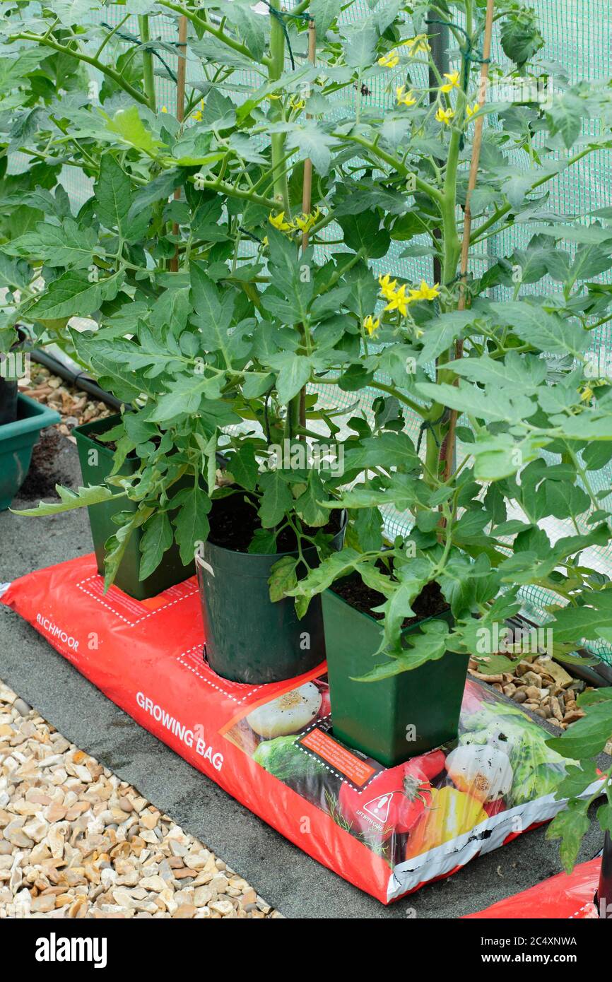 Solanum lycopersicum. Plantes de tomate cultivées à la maison croissant dans des pots sans fond placés dans un sac de culture pour augmenter le volume de compost disponible à la plante. Banque D'Images