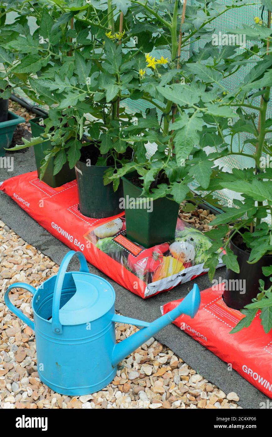 Solanum lycopersicum. Plantes de tomate cultivées à la maison croissant dans des pots sans fond placés dans un sac de culture pour augmenter le volume de compost disponible à la plante. Banque D'Images