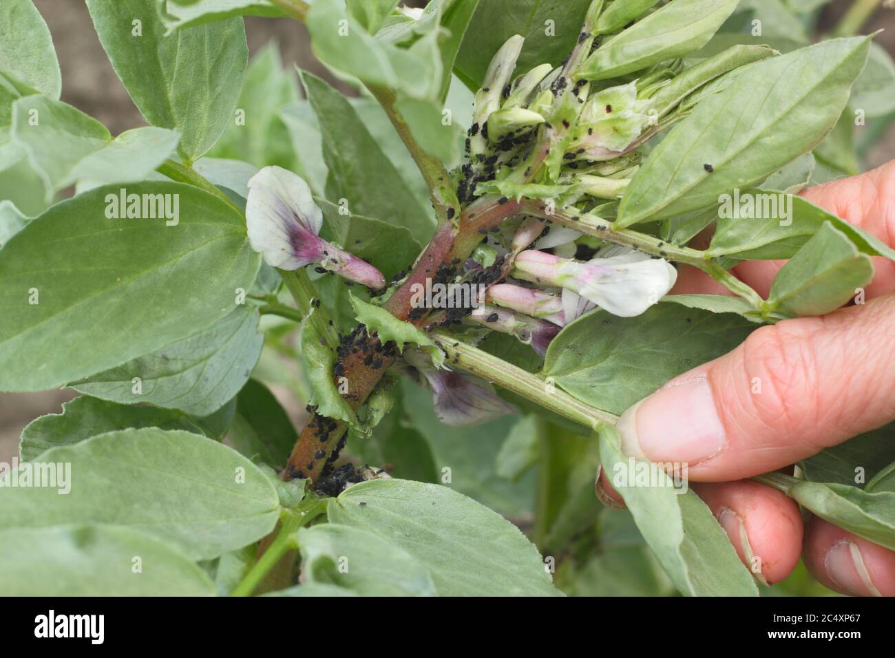 APHIS fabae sur Vicia faba 'Bunyard's Exhibition'. Infestation de la mouche noire, un type de puceron, sur la croissance molle d'une plante à larges haricots. ROYAUME-UNI Banque D'Images