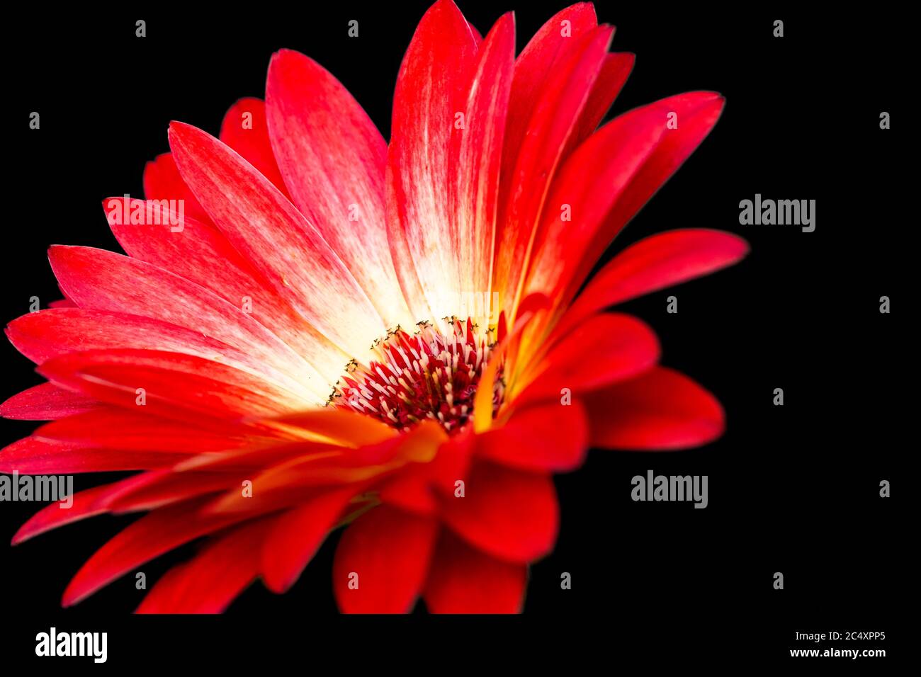 Gros plan d'une belle fleur de pâquerette rouge, isolée sur noire Banque D'Images