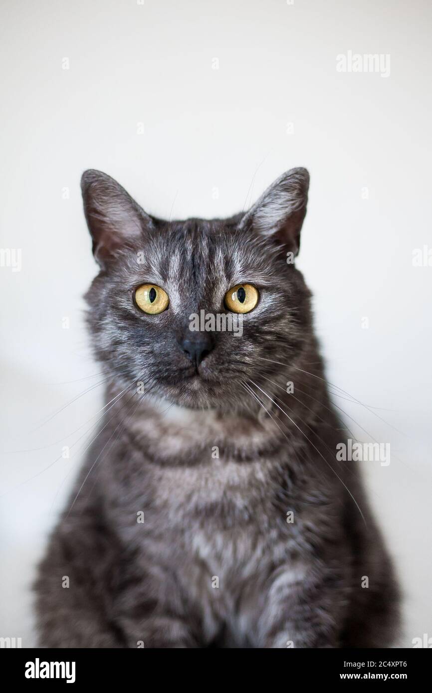 Portrait D Un Melange De Tabby Adulte Race Chat Gris Avec Des Yeux Jaunes Fond Blanc Photo Stock Alamy Portrait D Un Melange De Tabby Adulte Race Chat Gris Avec Des Yeux Jaunes Fond Blanc Photo Stock Alamy