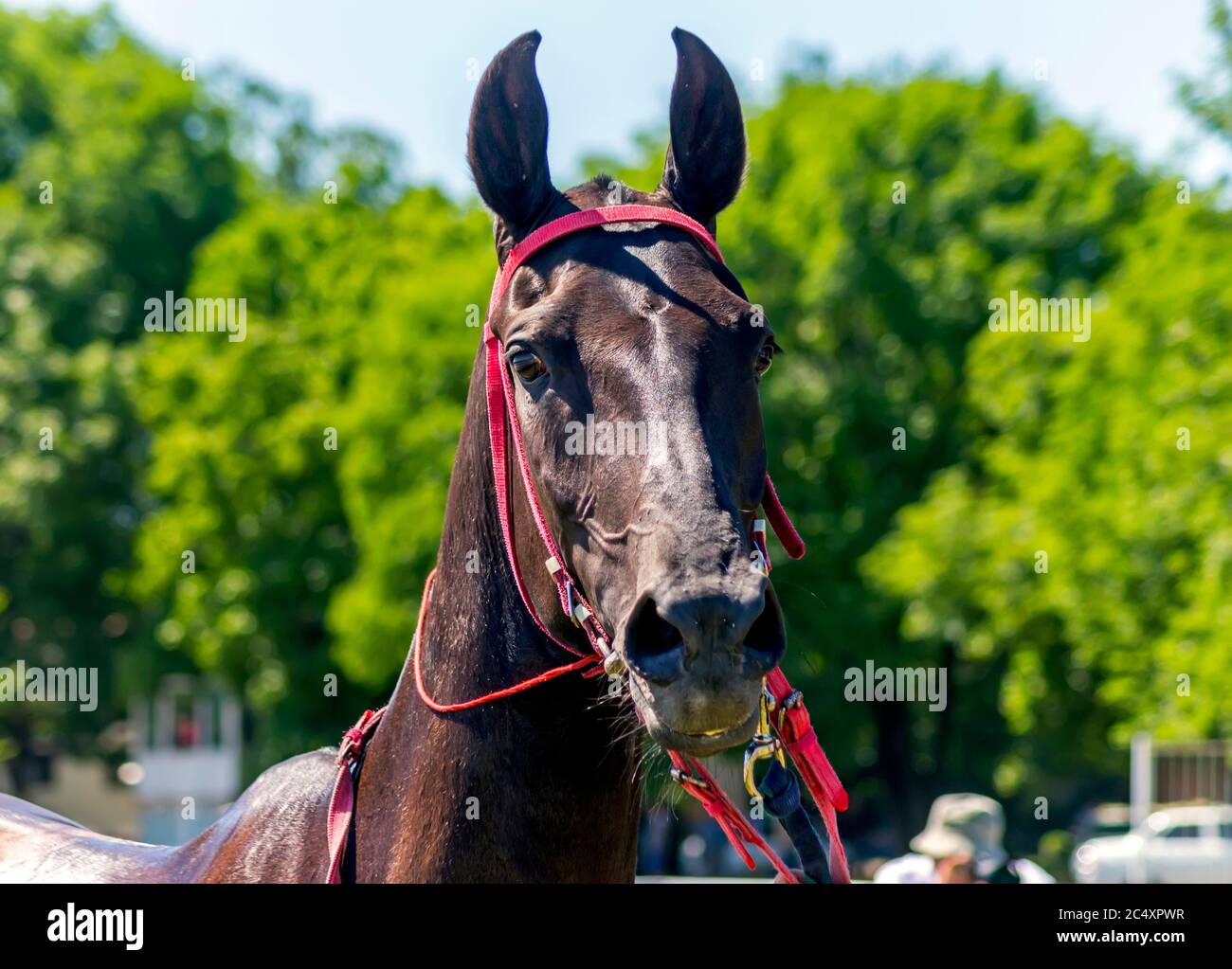 Portrait du cheval brun akhal-teke avant la course à cheval. Banque D'Images